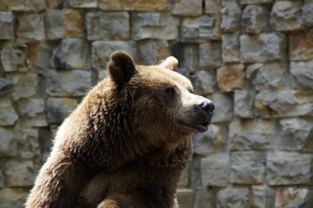 В Словакии участились нападения медведей, завезенных с Украины в 90-е