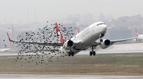 Что будет если в двигатель самолета попадет птица