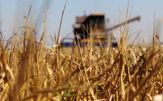Цены на зерно в России падают из-за хорошего урожая