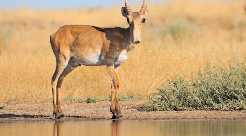 В массовой гибели антилоп в Казахстане виновны экологические факторы